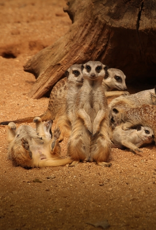 Obývákové komentované krmení surikat
